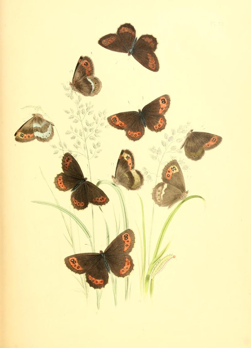 British butterflies and their transformations (Pl. 23) BHL12755909