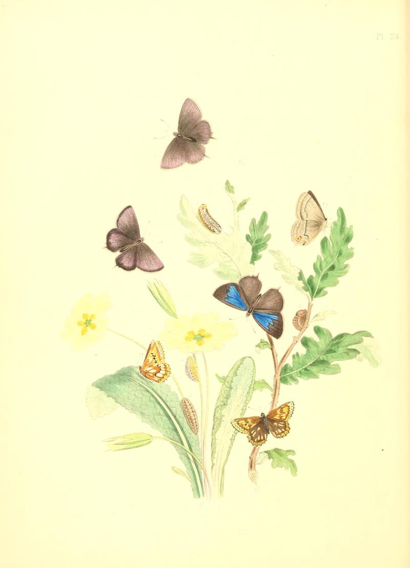 British butterflies and their transformations (Pl. 24) (7361888390)