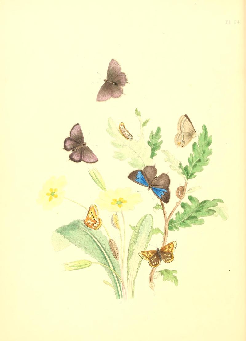 British butterflies and their transformations (Pl. 24) BHL12755898