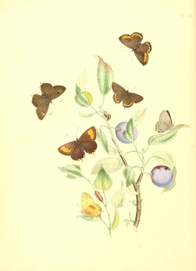 British butterflies and their transformations (Pl. 25) (7176668213)