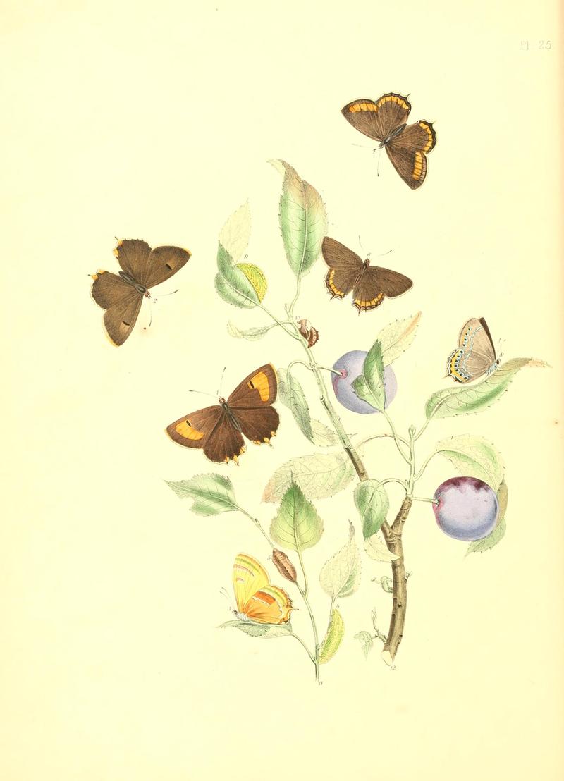 British butterflies and their transformations (Pl. 25) BHL12755916