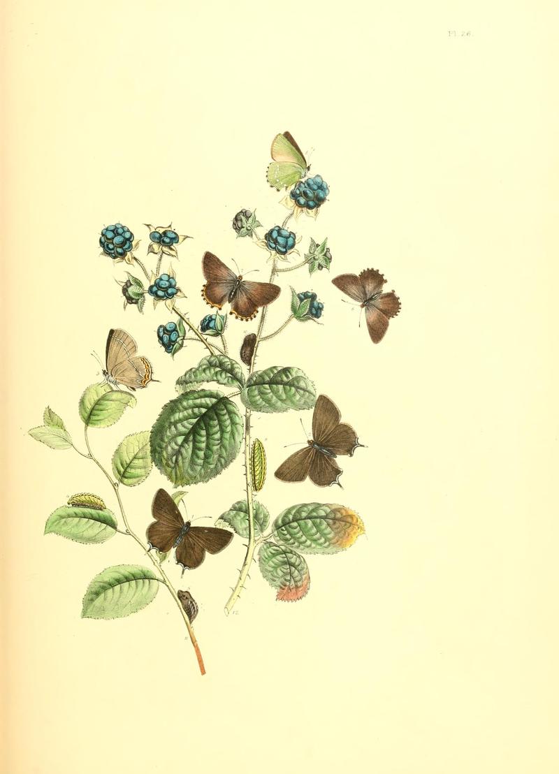 British butterflies and their transformations (Pl. 26) (7176669175)