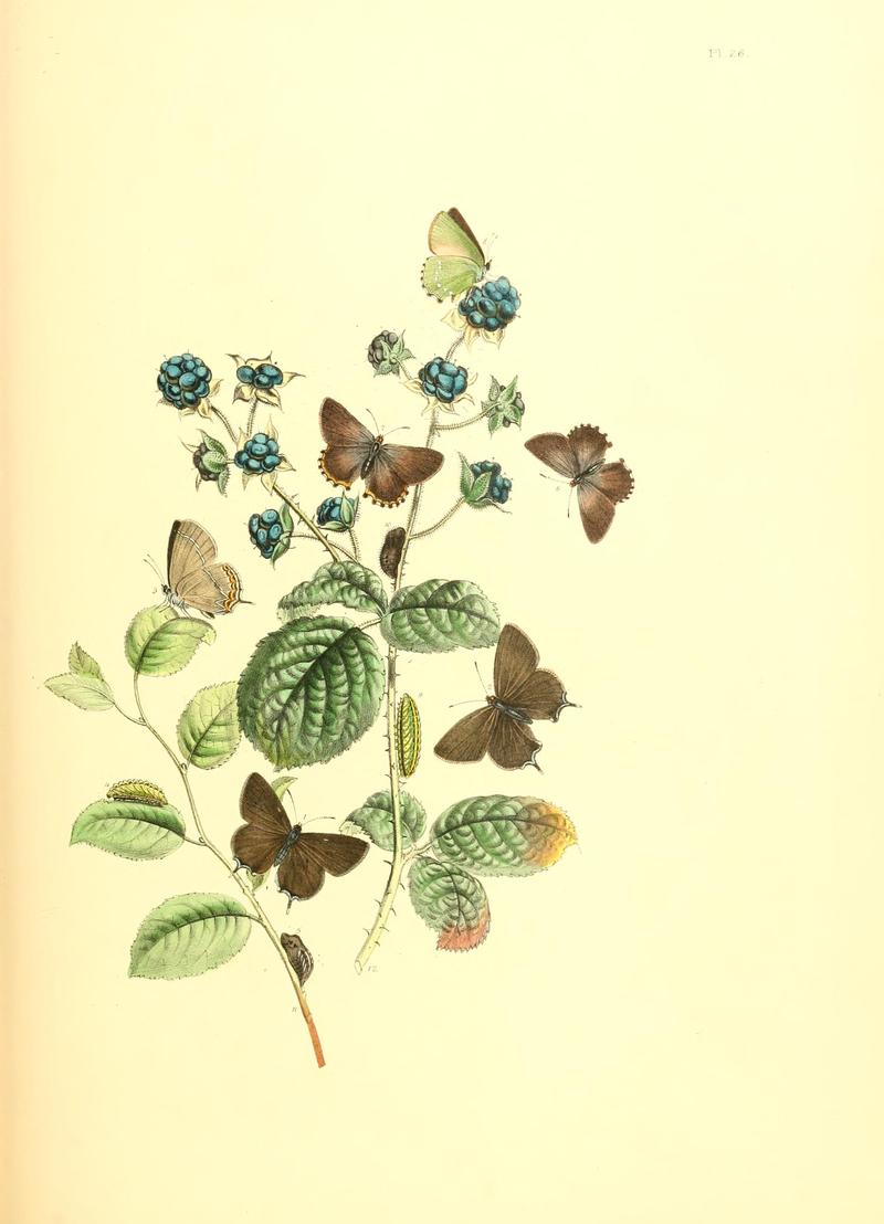 British butterflies and their transformations (Pl. 26) BHL12755917