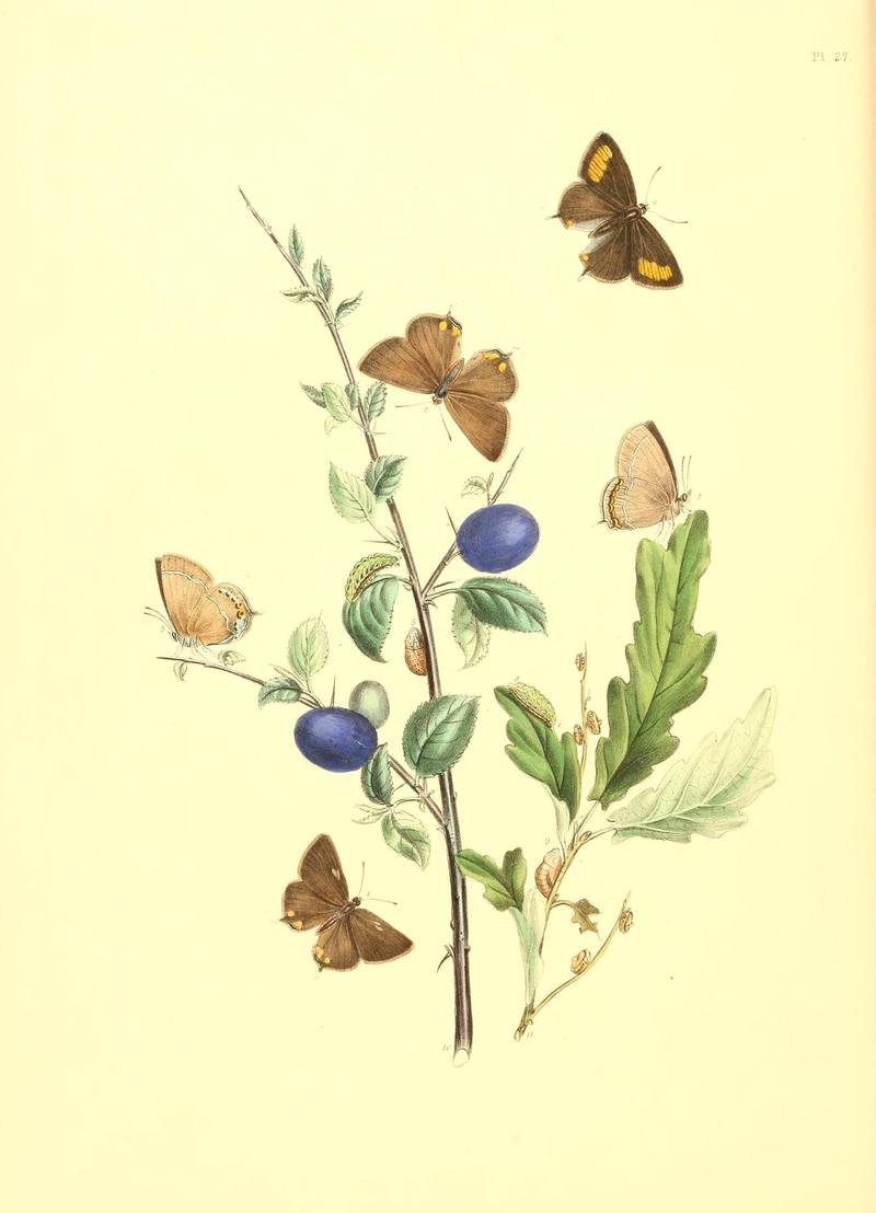 British butterflies and their transformations (Pl. 27) (7176670141)