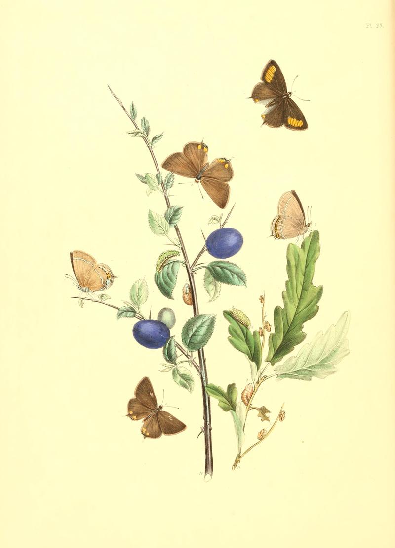 British butterflies and their transformations (Pl. 27) BHL12755920