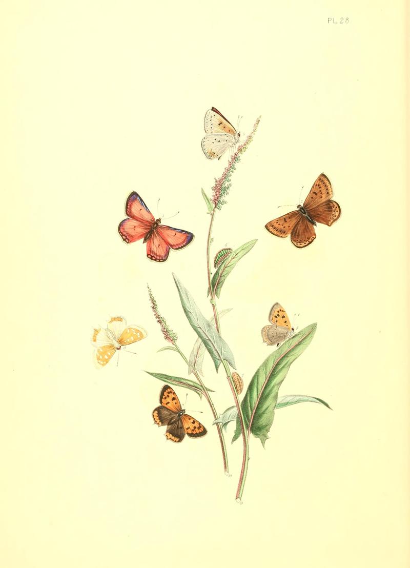 British butterflies and their transformations (Pl. 28) (7361894816)
