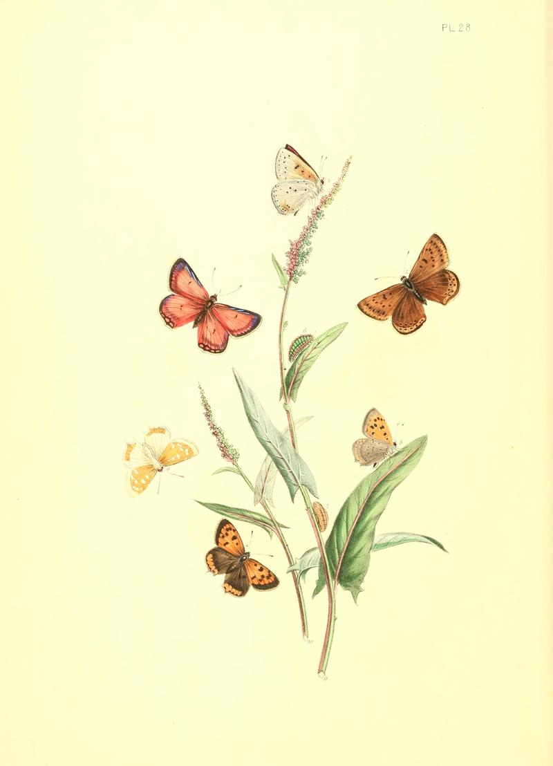 British butterflies and their transformations (Pl. 28) BHL12755938