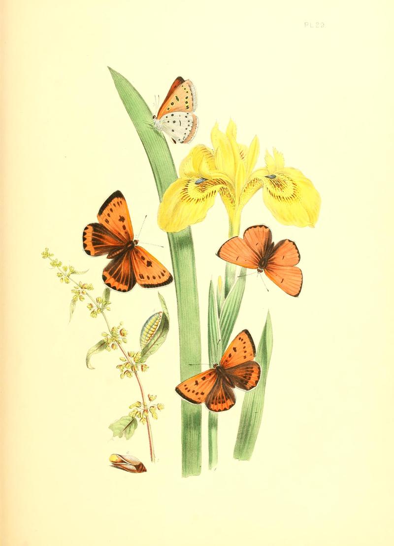 British butterflies and their transformations (Pl. 29) BHL12755939