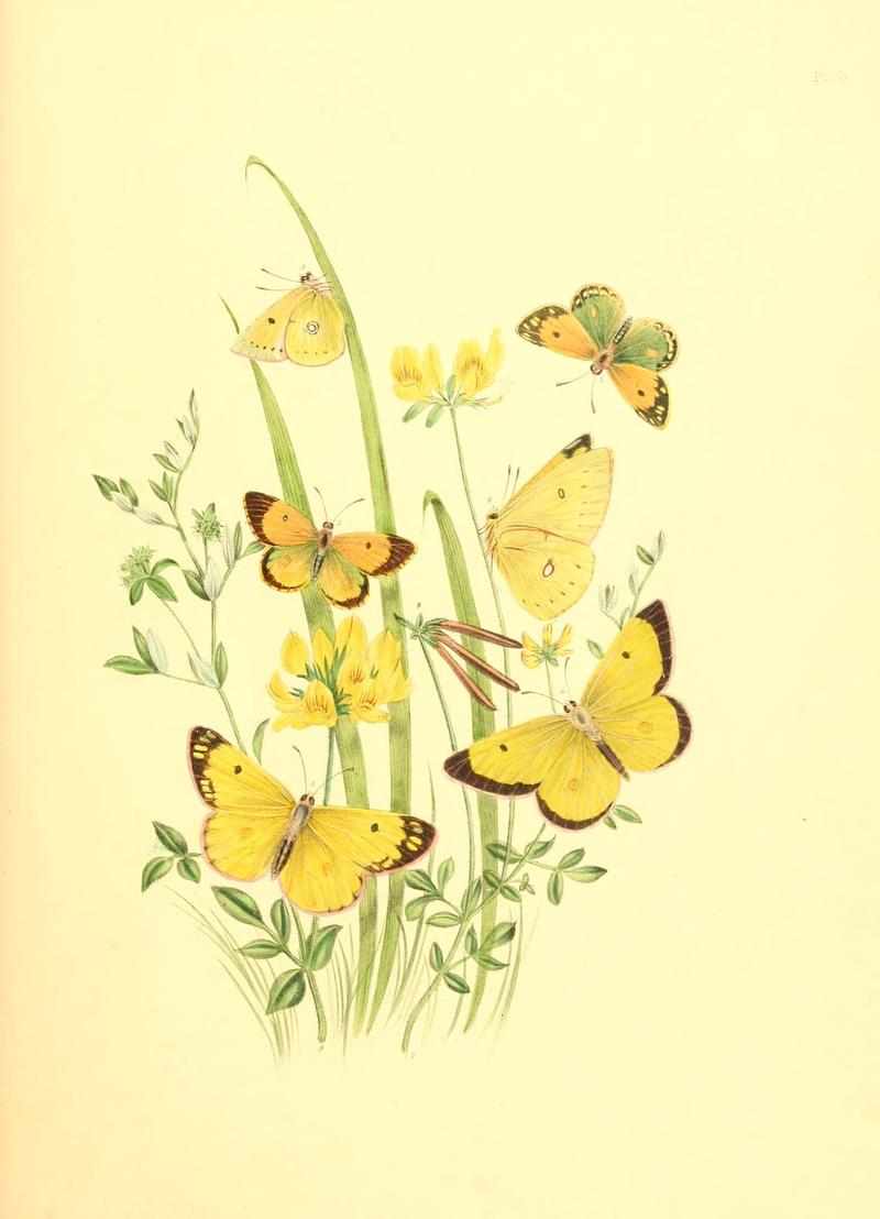 British butterflies and their transformations (Pl. 3) (7176641261)