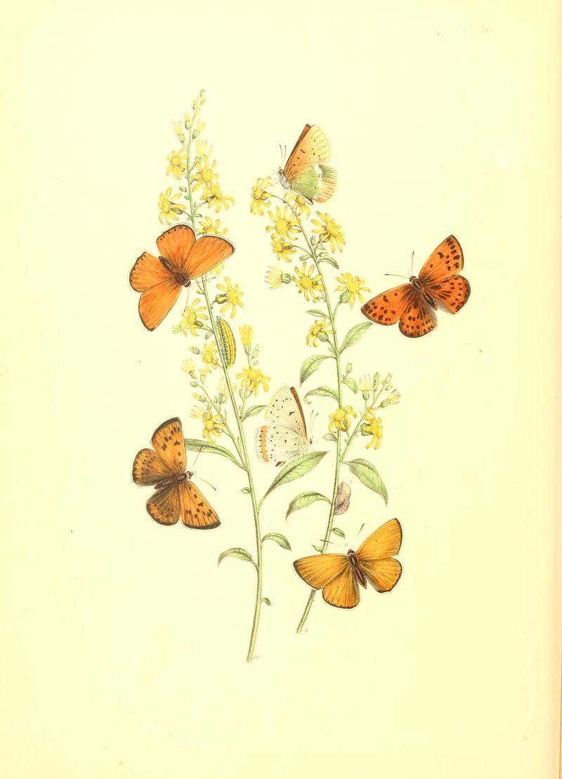 British butterflies and their transformations (Pl. 30) BHL12755942