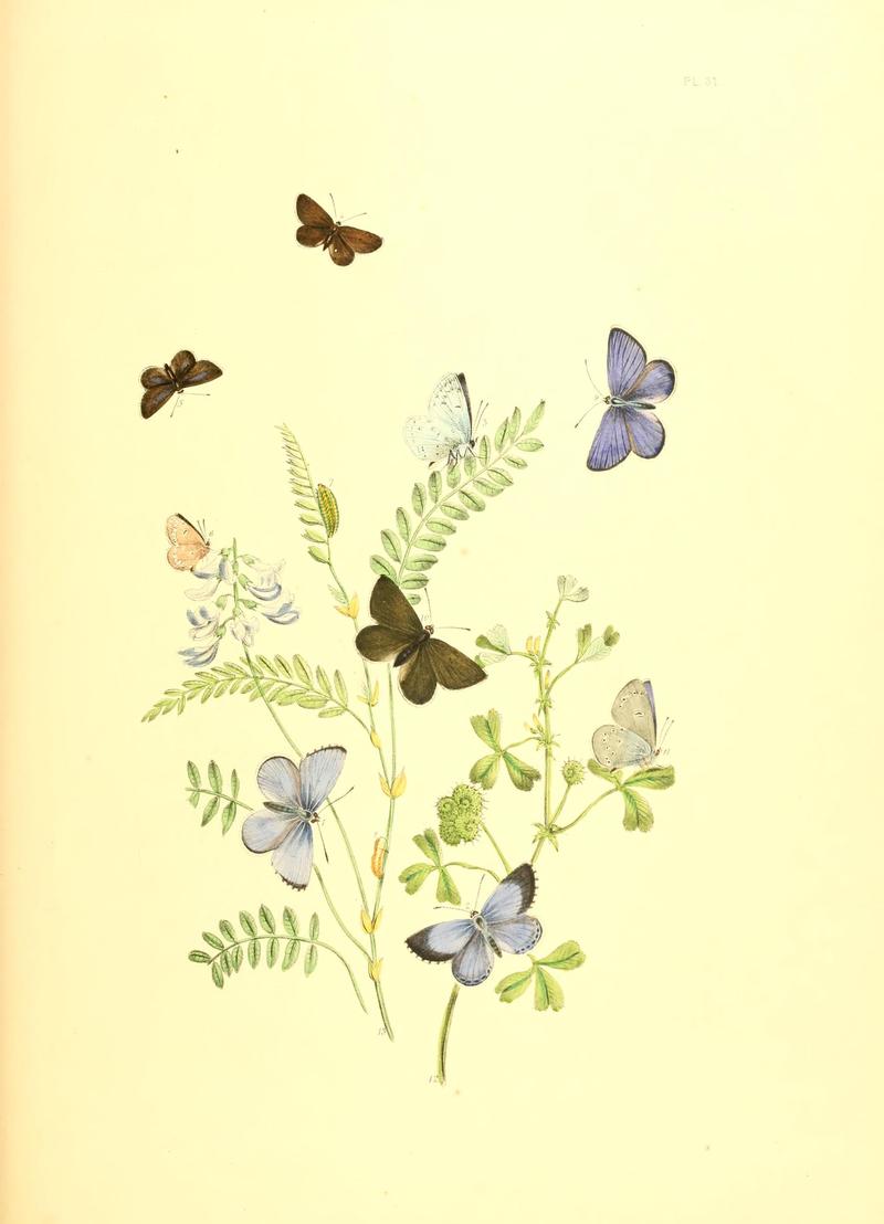 British butterflies and their transformations (Pl. 31) BHL12755967