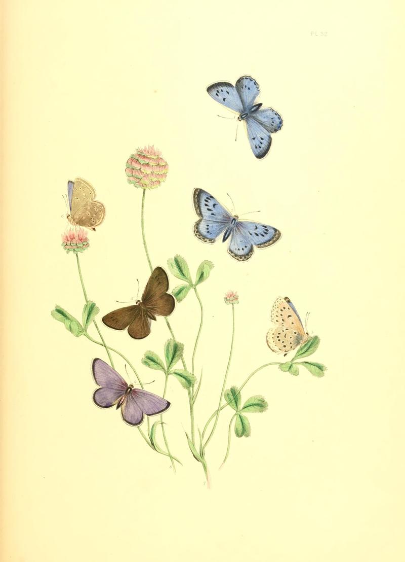British butterflies and their transformations (Pl. 32) (7361898970)