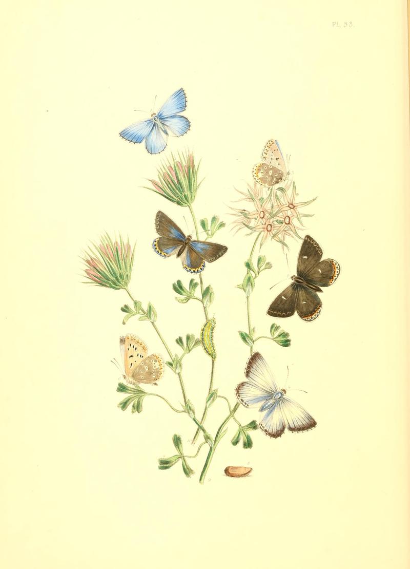 British butterflies and their transformations (Pl. 33) (7176674167)