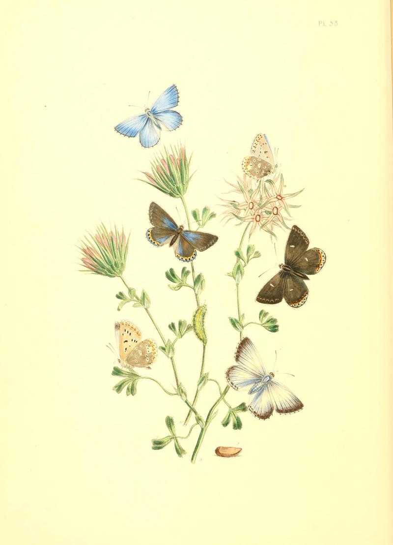 British butterflies and their transformations (Pl. 33) BHL12755956