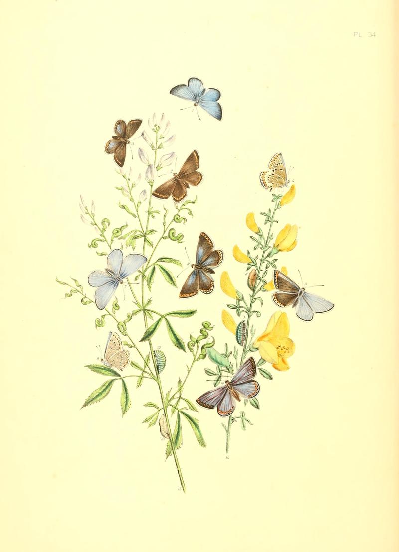 British butterflies and their transformations (Pl. 34) (7176678949)