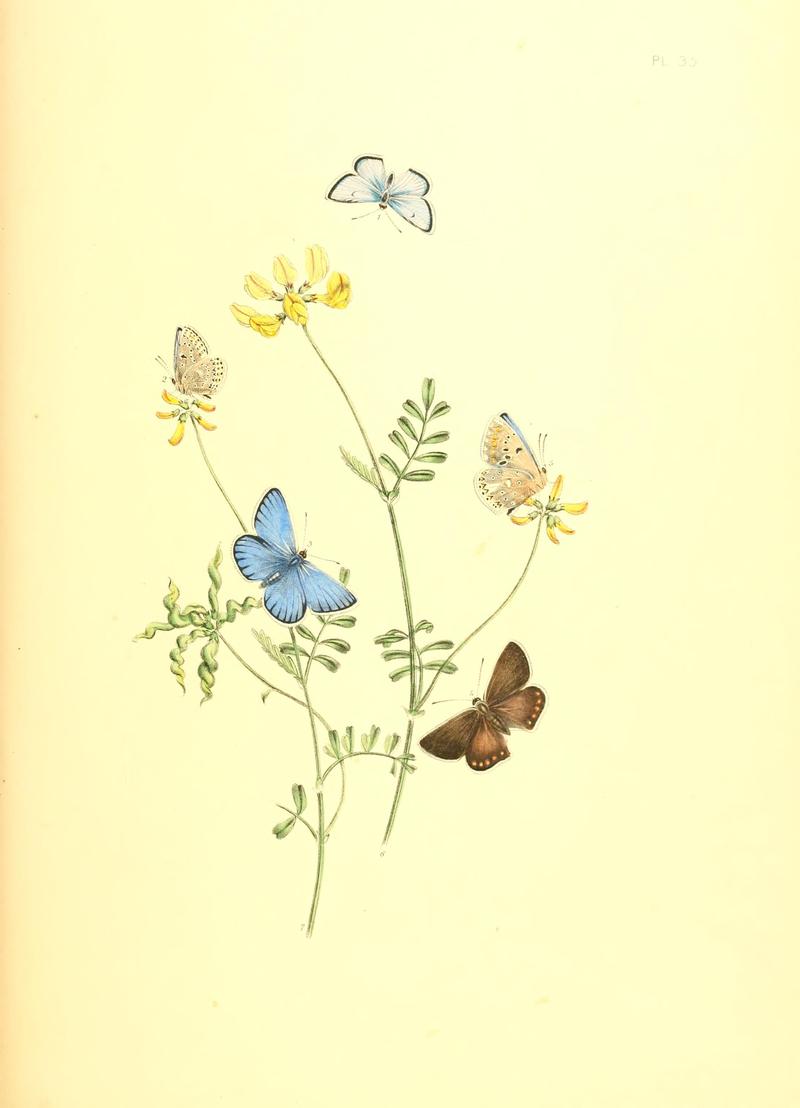 British butterflies and their transformations (Pl. 35) BHL12755975