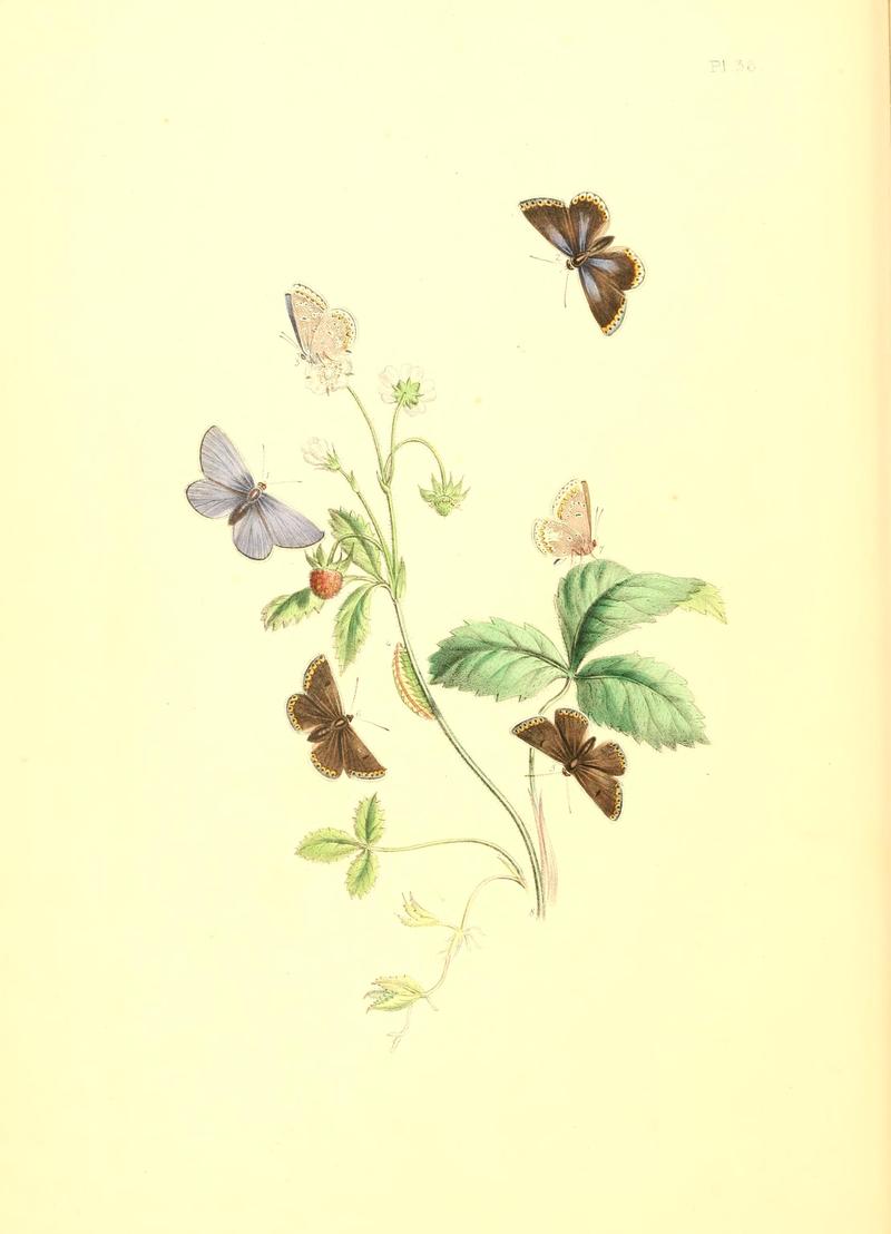British butterflies and their transformations (Pl. 36) BHL12755974