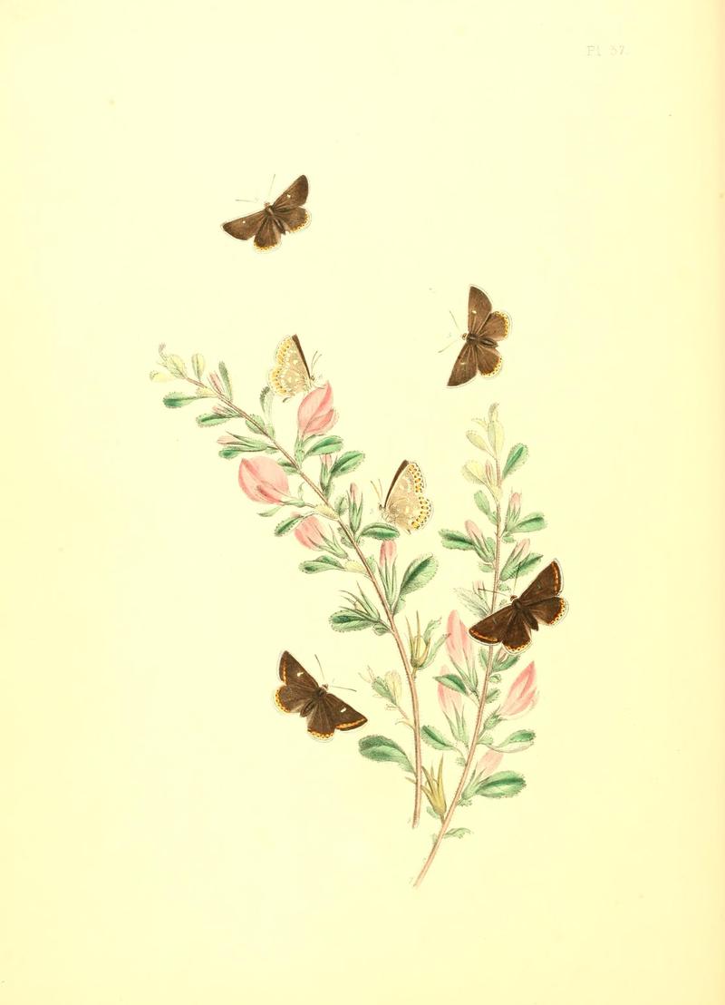 British butterflies and their transformations (Pl. 37) (7176681409)