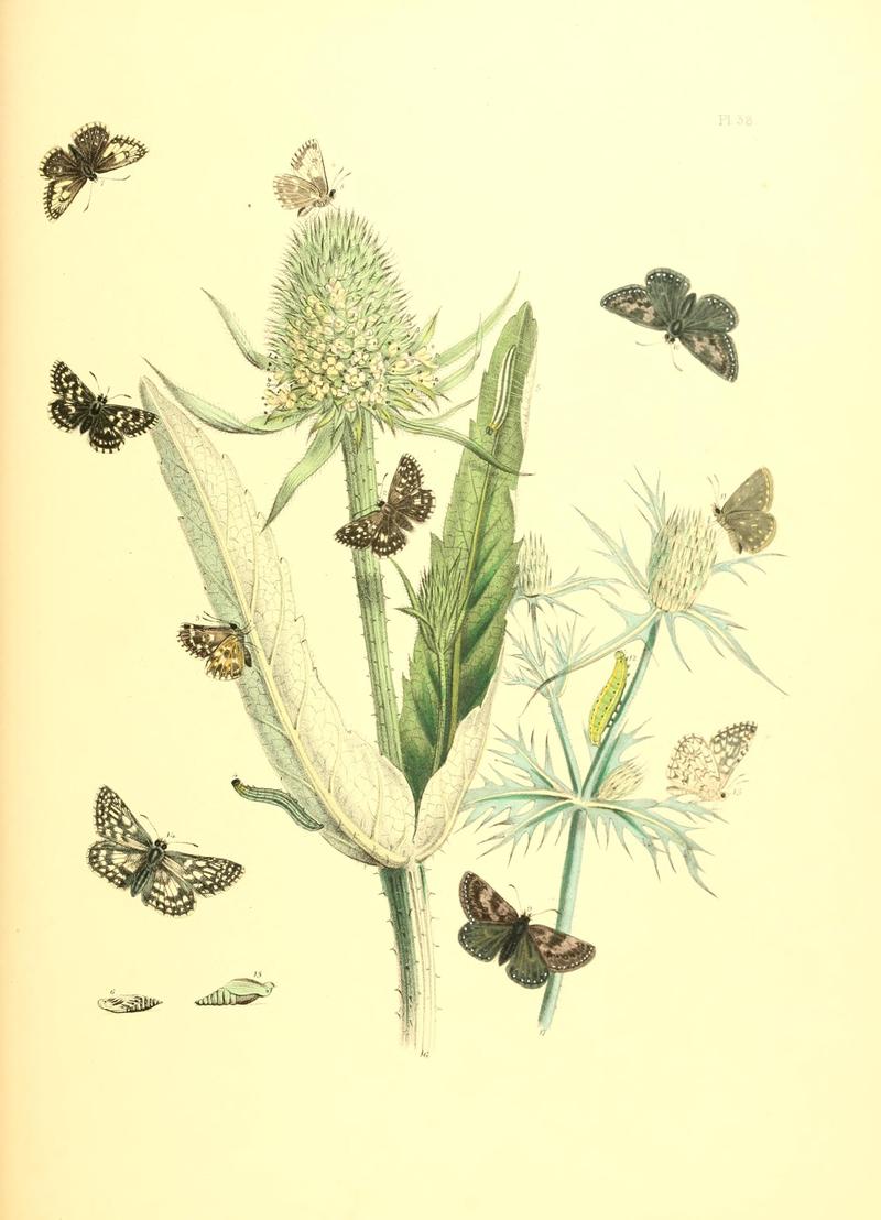 British butterflies and their transformations (Pl. 38) BHL12755993