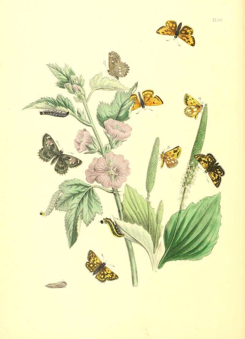 British butterflies and their transformations (Pl. 39) BHL12755992