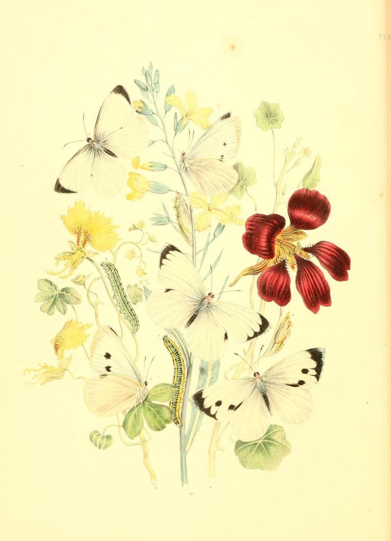 British butterflies and their transformations (Pl. 4) (7361866960)