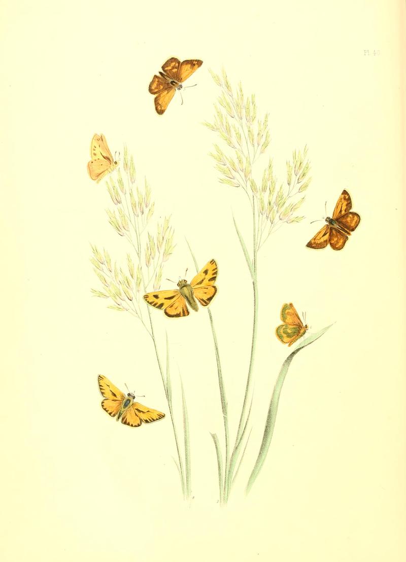 British butterflies and their transformations (Pl. 40) BHL12756018