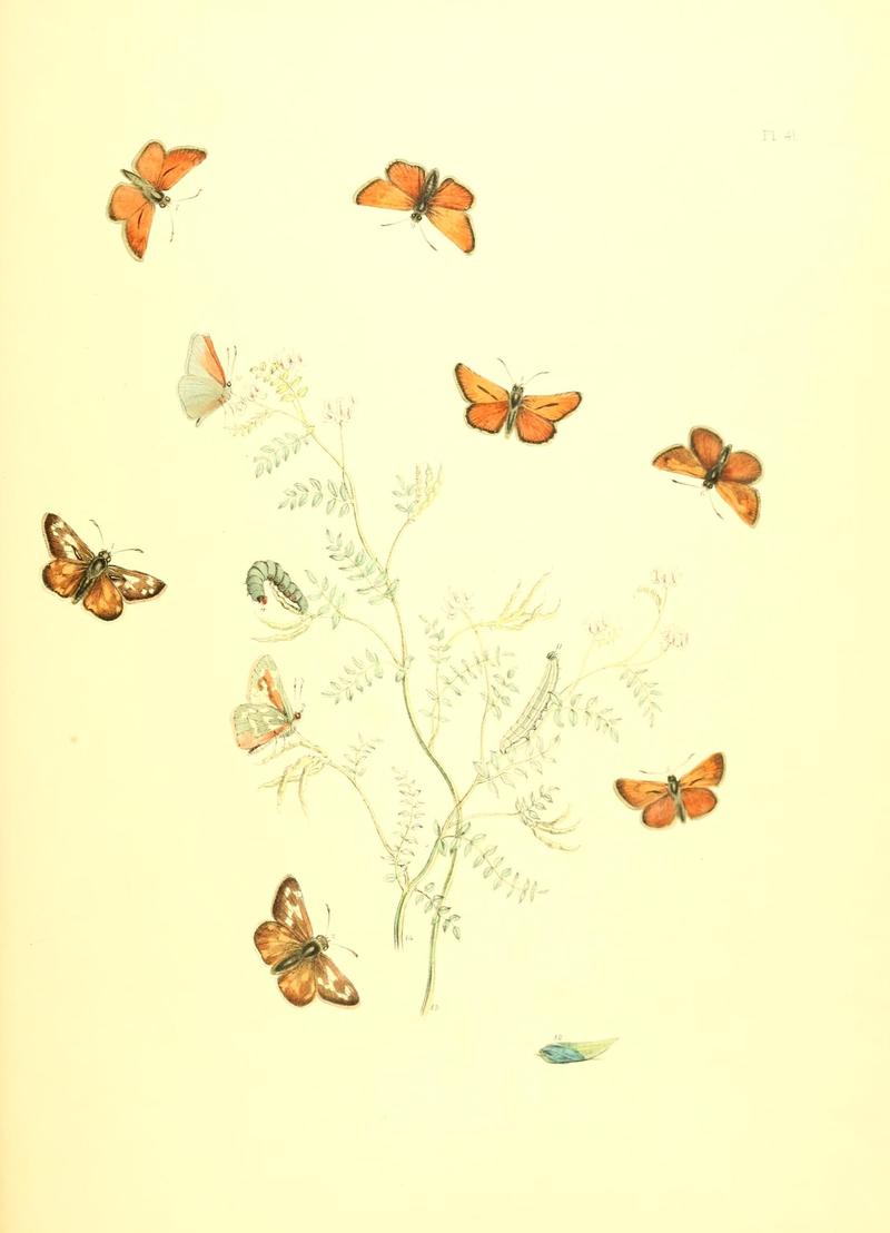 British butterflies and their transformations (Pl. 41) (7176682951)