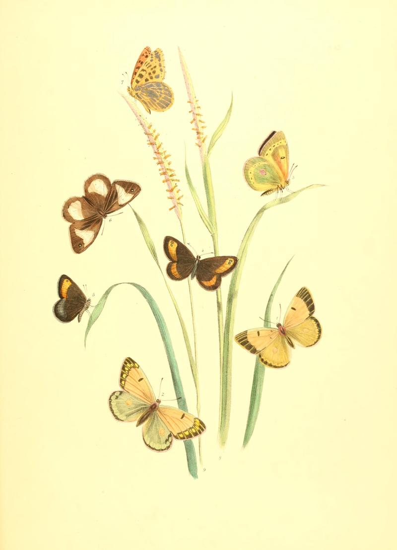 British butterflies and their transformations (Pl. 42) BHL12756027
