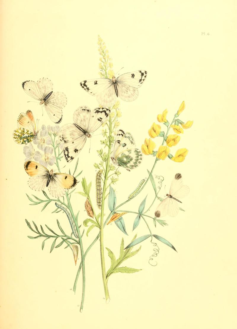 British butterflies and their transformations (Pl. 6) (7361869008)