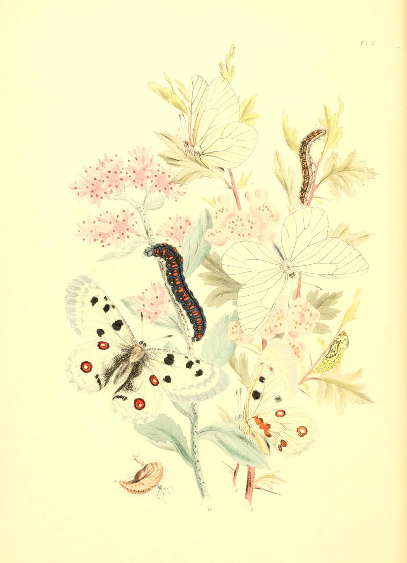 British butterflies and their transformations (Pl. 7) BHL12755802