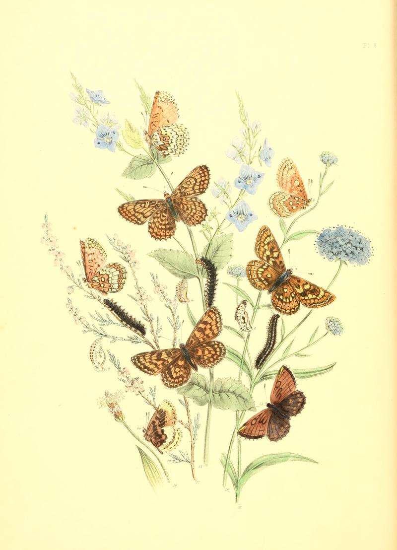 British butterflies and their transformations (Pl. 8) (7361871148)