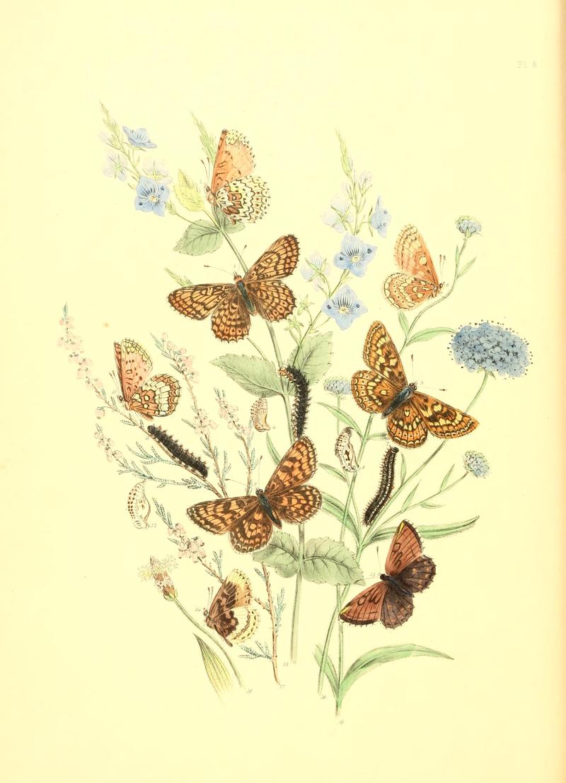 British butterflies and their transformations (Pl. 8) BHL12755804