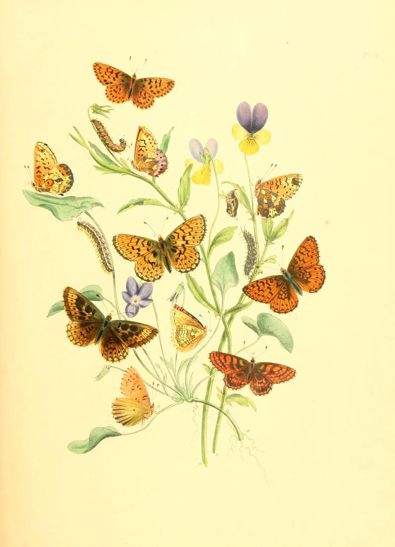 British butterflies and their transformations (Pl. 9) (7176647759)