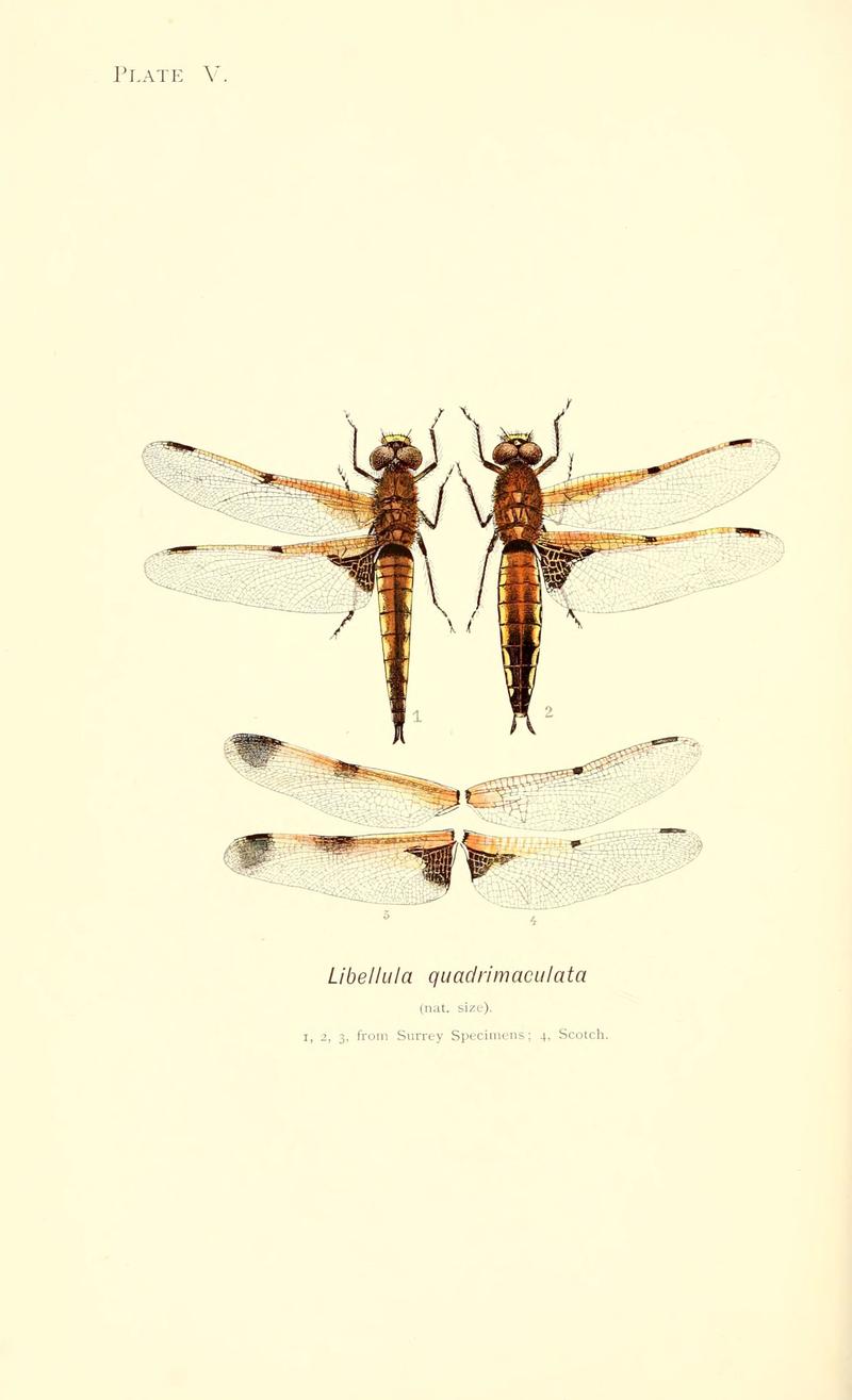 British dragonflies (Plate V) (6002335768)