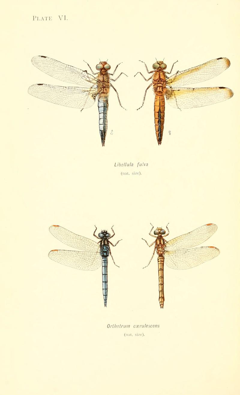 British dragonflies (Plate VI) (6002336114)