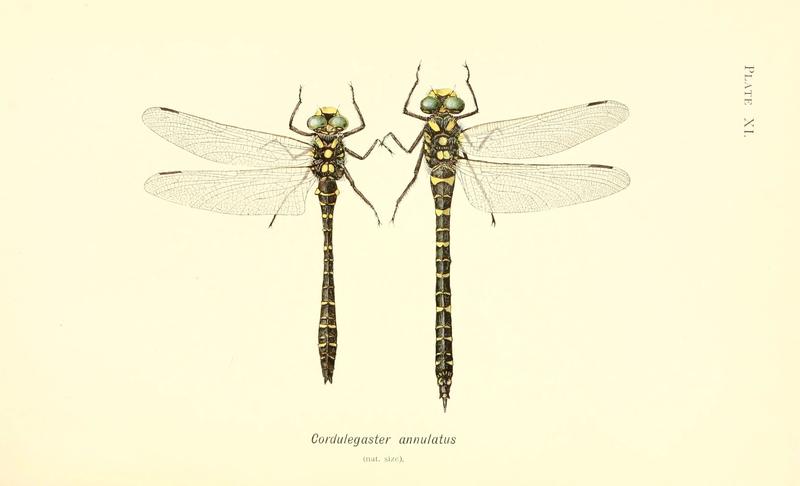 British dragonflies (Plate XI) (6002337898)