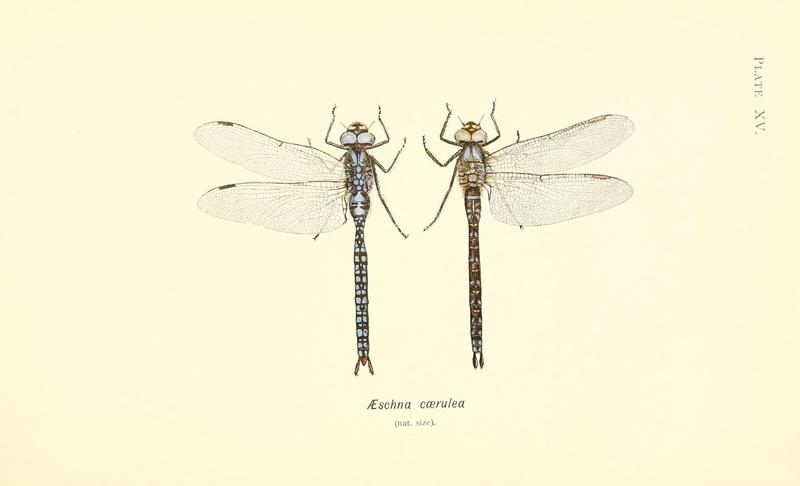 British dragonflies (Plate XV) (6002338912)