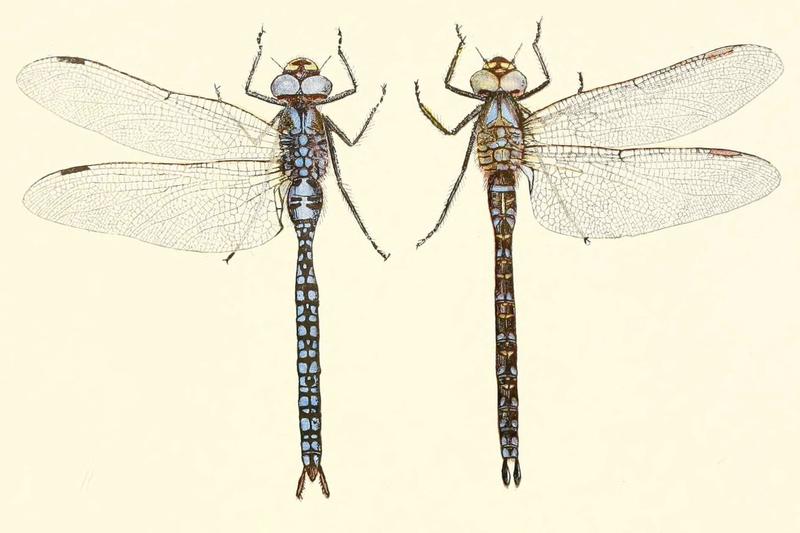 British dragonflies (Plate XV) (Aeshna caerulea)