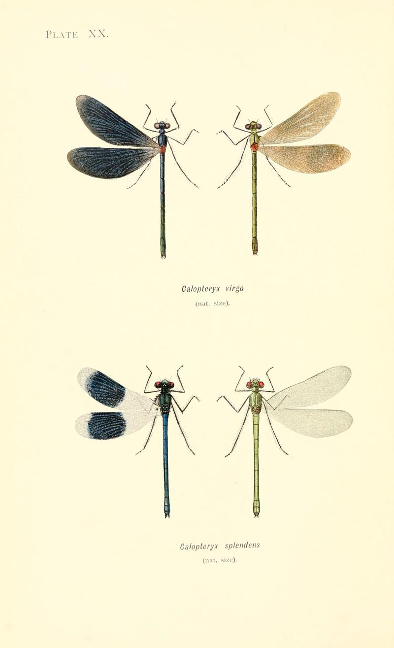 British dragonflies (Plate XX) (6001791551)