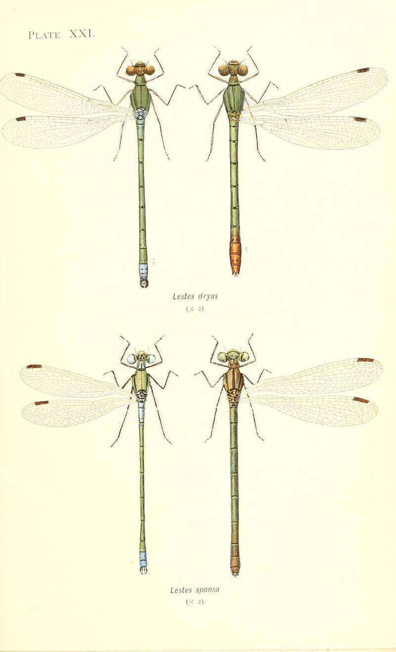 British dragonflies (Plate XXI) (6002340874)