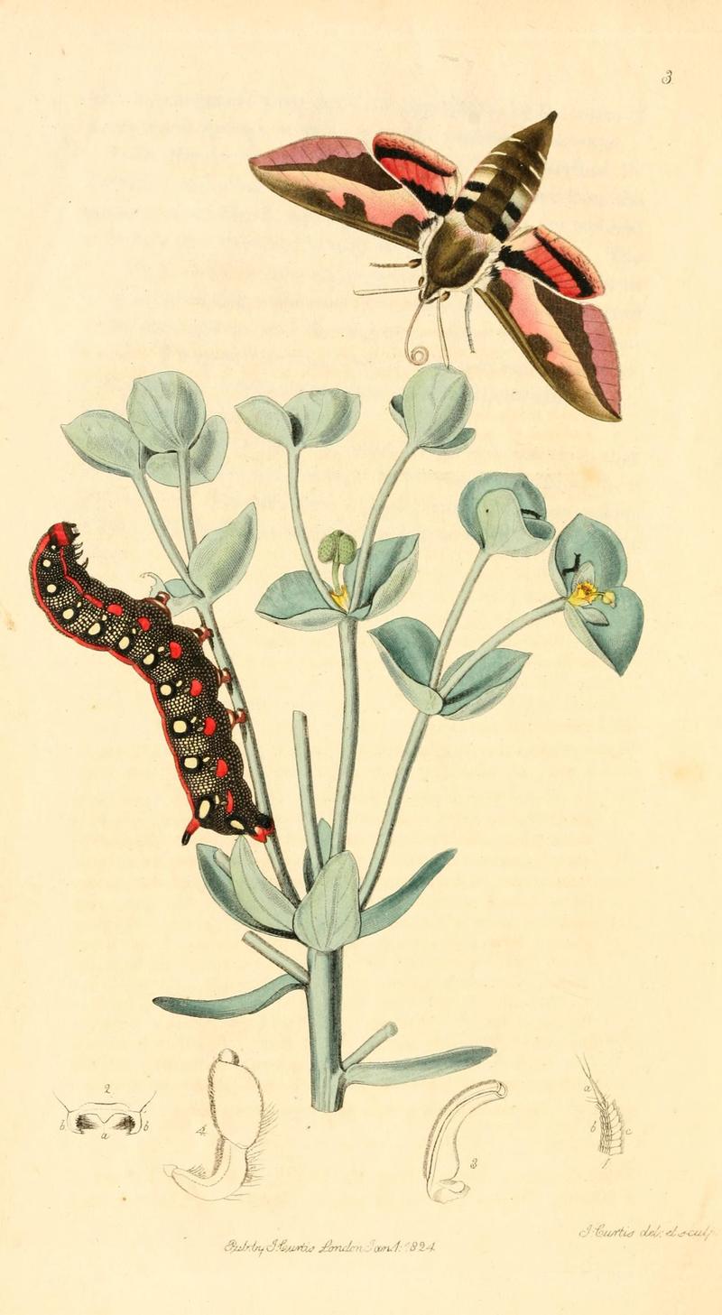 British entomology (9934002516)