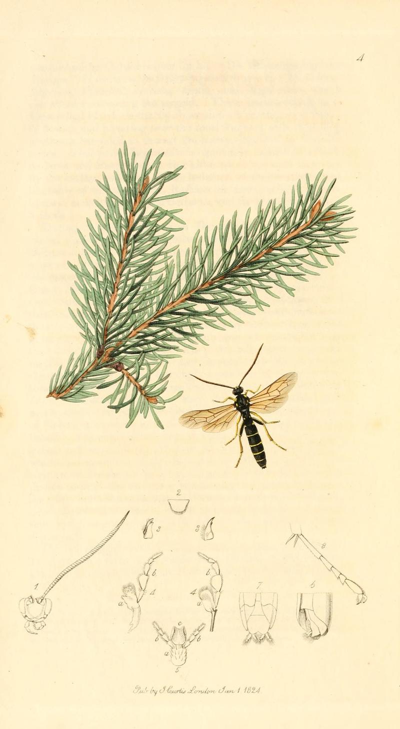 British entomology (9934006406)