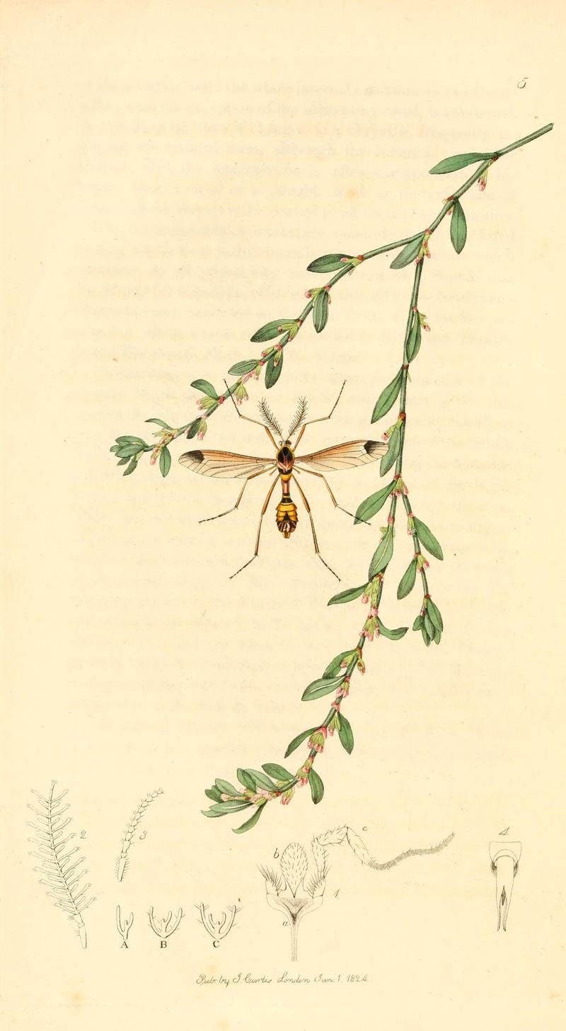 British entomology (9934010916)