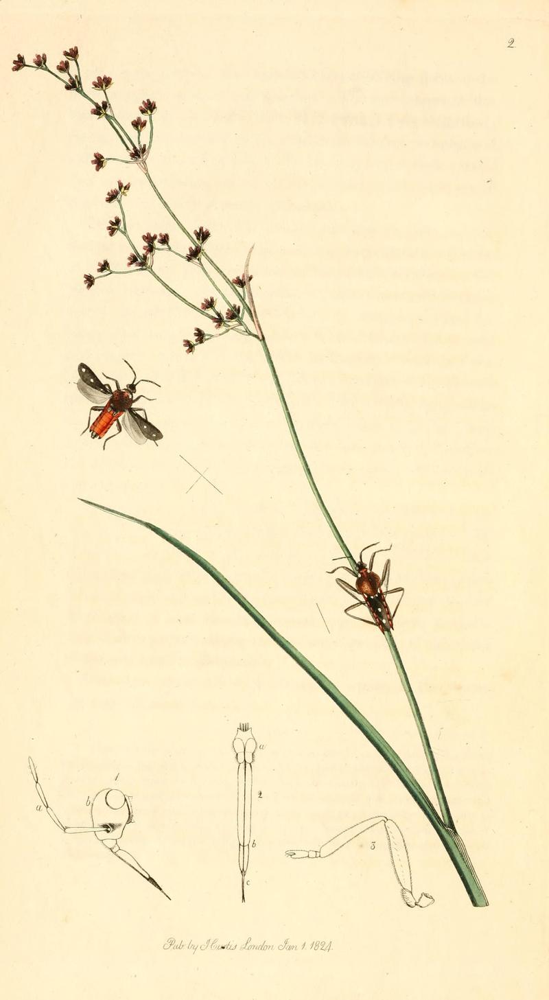 British entomology (9934020434)