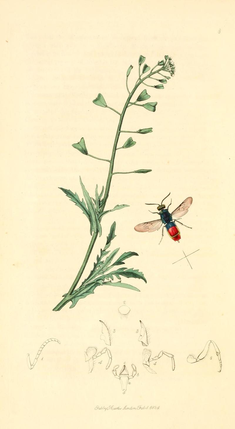 British entomology (9934021796)