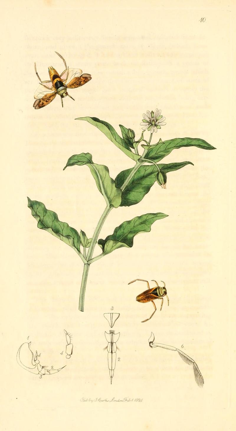British entomology (9934028436)