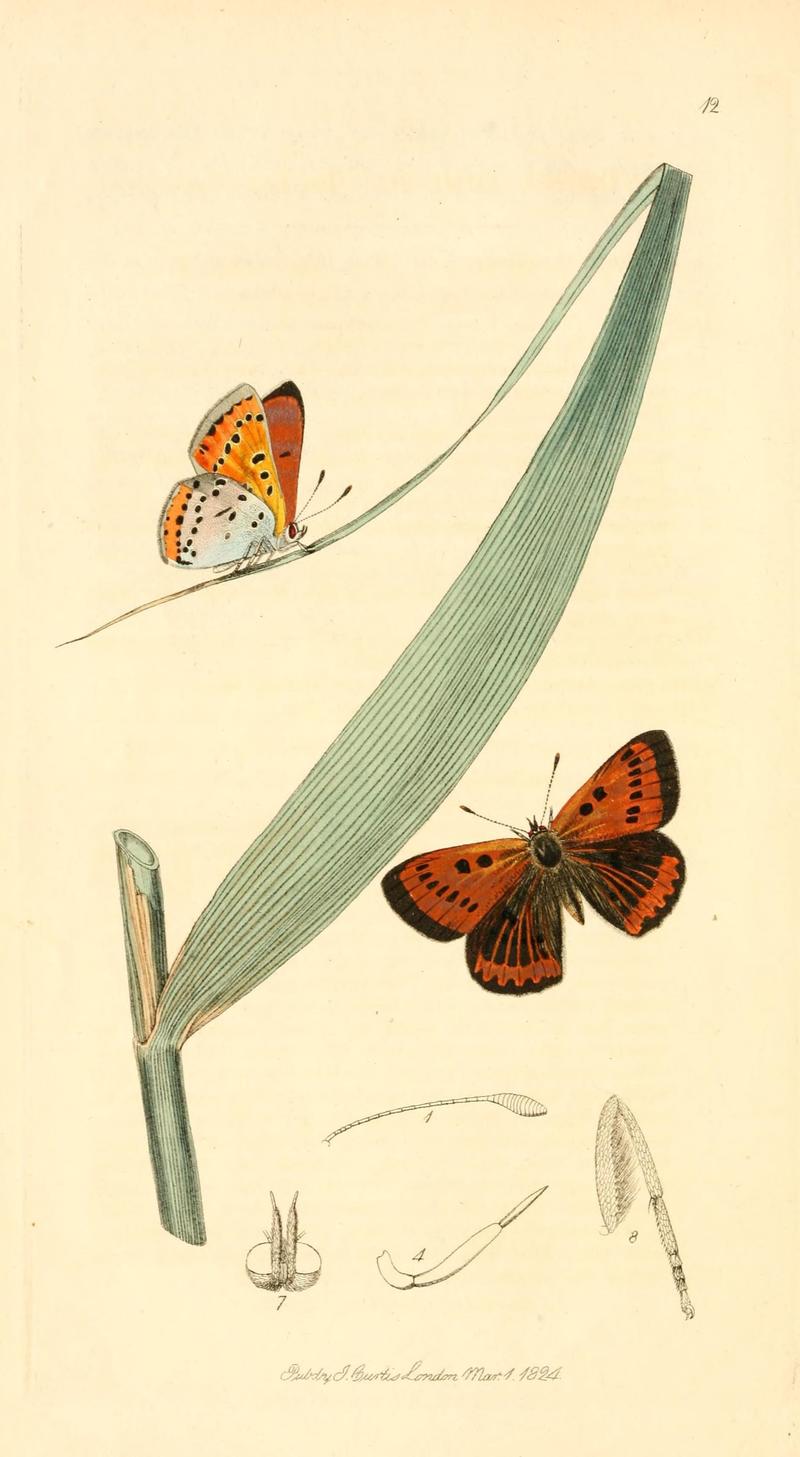 British entomology (9934036446)