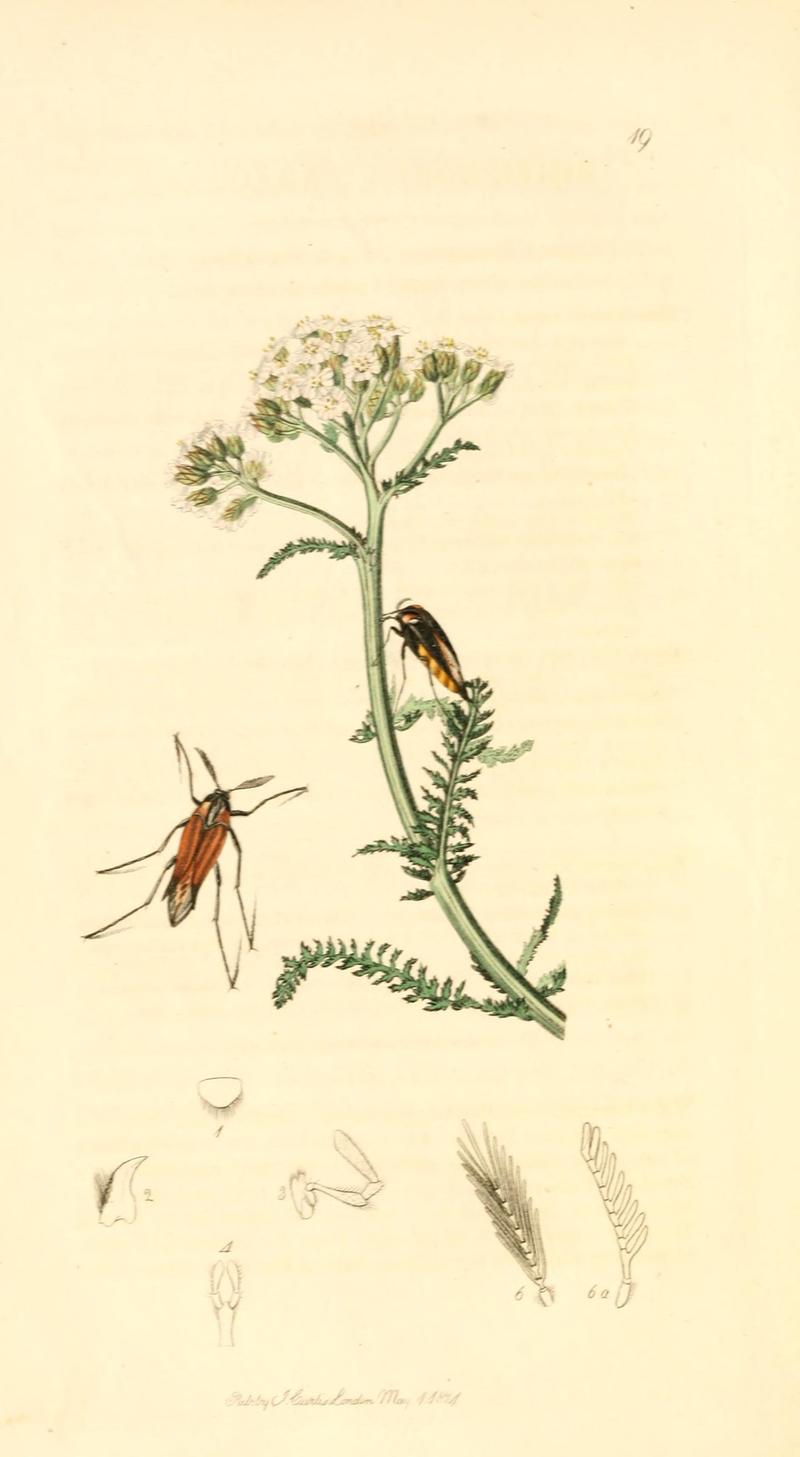 British entomology (9934045145)