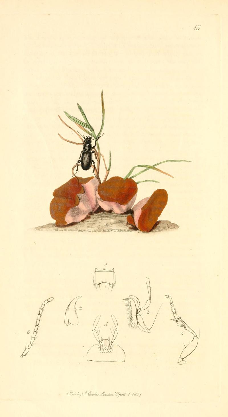 British entomology (9934048076)