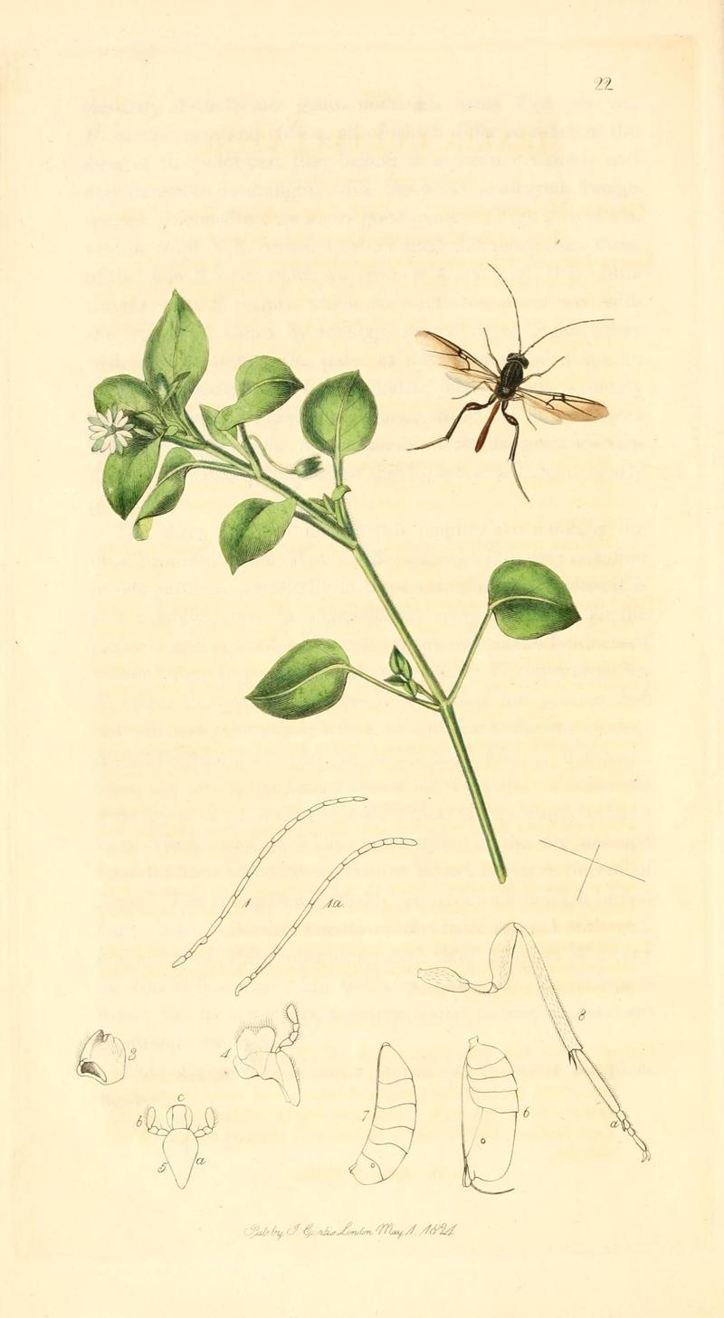 British entomology (9934056795)